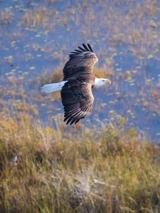 Preview wallpaper eagle, bird, flight, pond