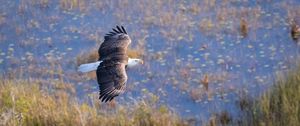 Preview wallpaper eagle, bird, flight, pond