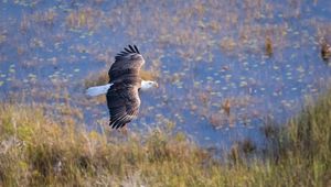 Preview wallpaper eagle, bird, flight, pond