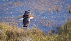 Preview wallpaper eagle, bird, flight, pond