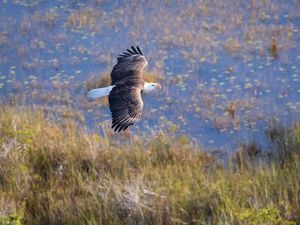 Preview wallpaper eagle, bird, flight, pond