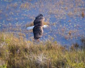 Preview wallpaper eagle, bird, flight, pond