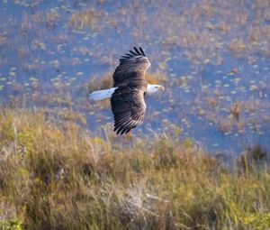 Preview wallpaper eagle, bird, flight, pond