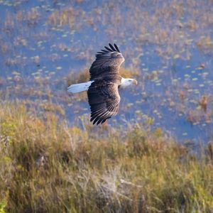 Preview wallpaper eagle, bird, flight, pond