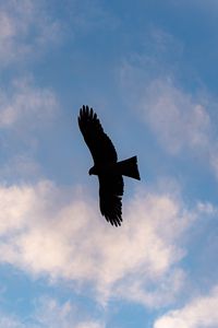 Preview wallpaper eagle, bird, flight, silhouette, sky