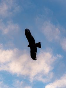 Preview wallpaper eagle, bird, flight, silhouette, sky