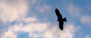 Preview wallpaper eagle, bird, flight, silhouette, sky