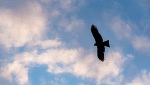 Preview wallpaper eagle, bird, flight, silhouette, sky