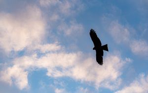 Preview wallpaper eagle, bird, flight, silhouette, sky