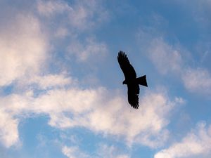 Preview wallpaper eagle, bird, flight, silhouette, sky