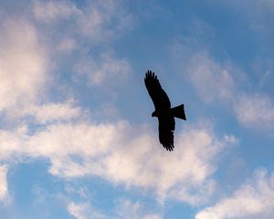 Preview wallpaper eagle, bird, flight, silhouette, sky