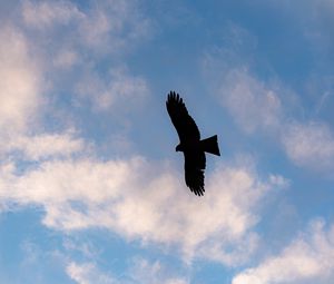 Preview wallpaper eagle, bird, flight, silhouette, sky