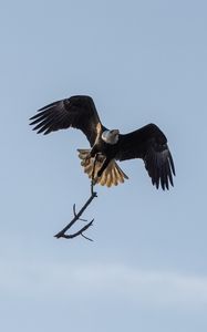 Preview wallpaper eagle, bird, flight, branch