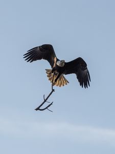 Preview wallpaper eagle, bird, flight, branch