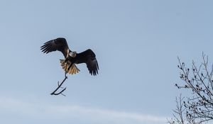 Preview wallpaper eagle, bird, flight, branch