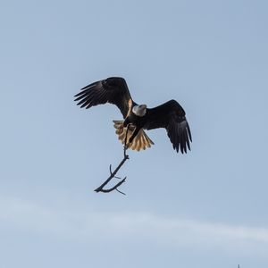 Preview wallpaper eagle, bird, flight, branch