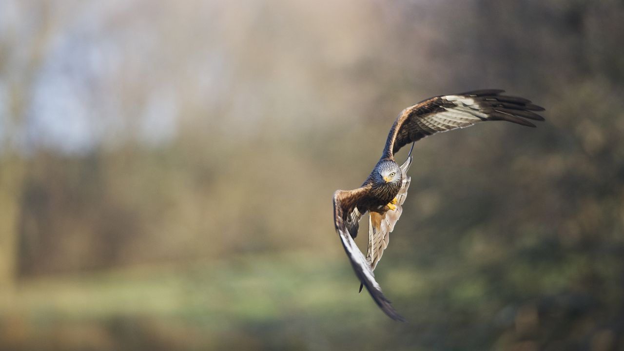 Wallpaper eagle, bird, flight, blur, predator