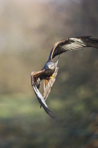 Preview wallpaper eagle, bird, flight, blur, predator