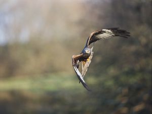 Preview wallpaper eagle, bird, flight, blur, predator