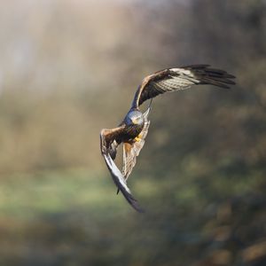 Preview wallpaper eagle, bird, flight, blur, predator