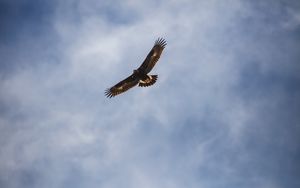 Wallpaper eagle, bird, wings, feathers hd, picture, image