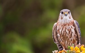 Preview wallpaper eagle, bird, flowers, blur