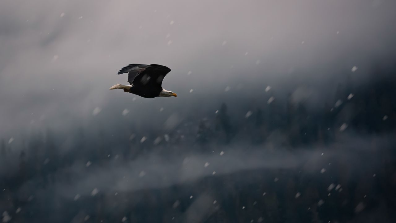 Wallpaper eagle, bird, fly, snow