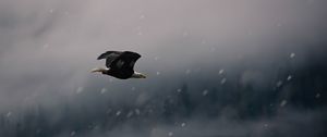 Preview wallpaper eagle, bird, fly, snow