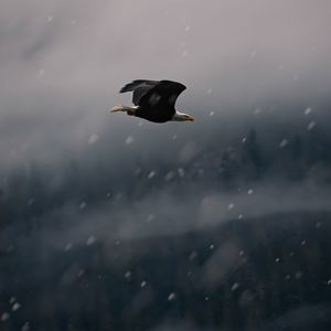 Preview wallpaper eagle, bird, fly, snow