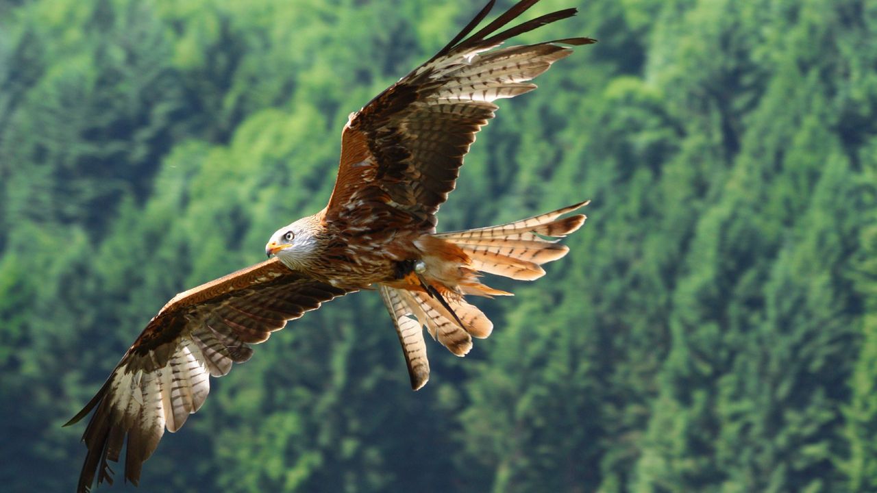 Wallpaper eagle, bird, fly, predator