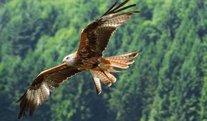 Preview wallpaper eagle, bird, fly, predator