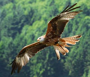 Preview wallpaper eagle, bird, fly, predator