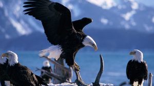 Preview wallpaper eagle, bird, fly, swing, predators