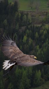 Eagle wallpaper HD in 2023  Iphone wallpaper for guys Eagle wallpaper Iphone  wallpaper