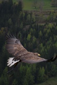 Preview wallpaper eagle, bird, flying, forest, trees