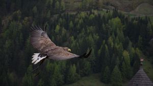 Eagle 4k uhd 16:9 wallpapers hd, desktop backgrounds 3840x2160, images and  pictures