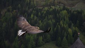 Preview wallpaper eagle, bird, flying, forest, trees