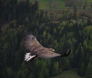 Preview wallpaper eagle, bird, flying, forest, trees