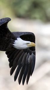 Preview wallpaper eagle, bird, flying, predator