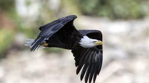 Preview wallpaper eagle, bird, flying, predator