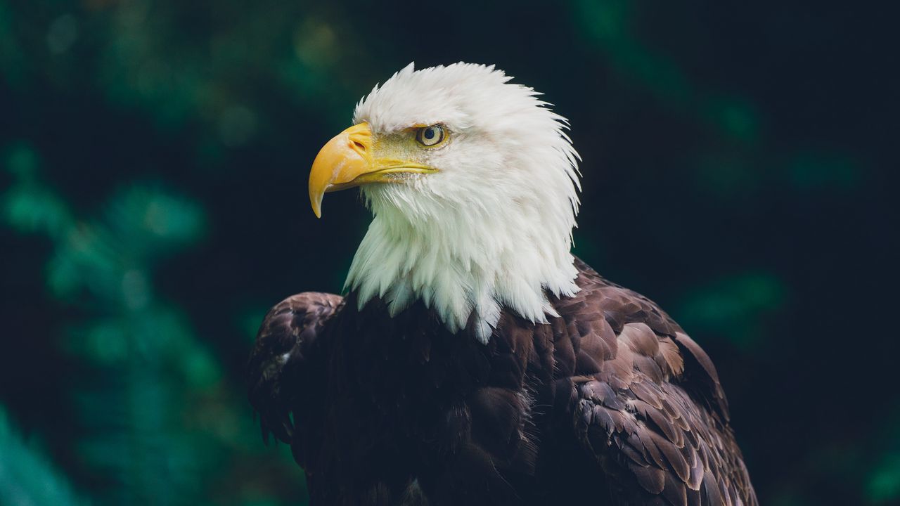 Wallpaper eagle, bird, glance, predator, wildlife