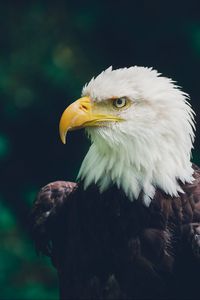 Preview wallpaper eagle, bird, glance, predator, wildlife