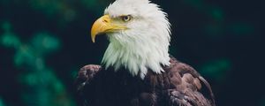 Preview wallpaper eagle, bird, glance, predator, wildlife