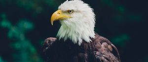 Preview wallpaper eagle, bird, glance, predator, wildlife