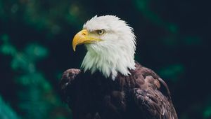 Preview wallpaper eagle, bird, glance, predator, wildlife