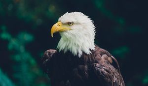 Preview wallpaper eagle, bird, glance, predator, wildlife