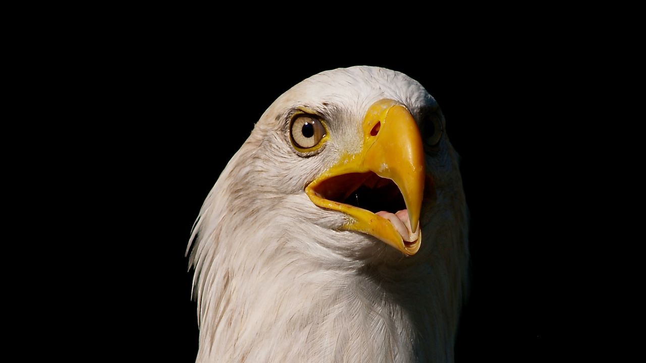 Wallpaper eagle, bird, glance, beak, predator