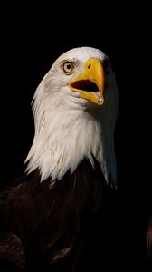 Preview wallpaper eagle, bird, glance, beak, predator