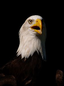 Preview wallpaper eagle, bird, glance, beak, predator