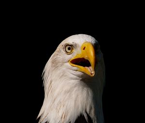 Preview wallpaper eagle, bird, glance, beak, predator